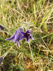 Pulsatilla vulgaris