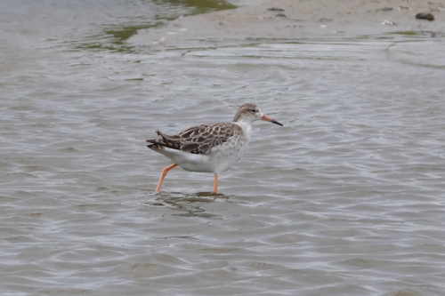 iNaturalist: (c) lu333, some rights reserved (CC BY-NC), uploaded by lu333 iNaturalist image