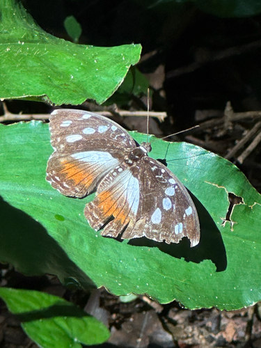 Forest Glade Nymph