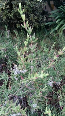 Lampranthus coralliflorus