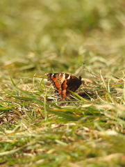 Aglais urticae