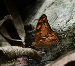 Vagrans sinha