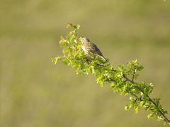 Anthus pratensis