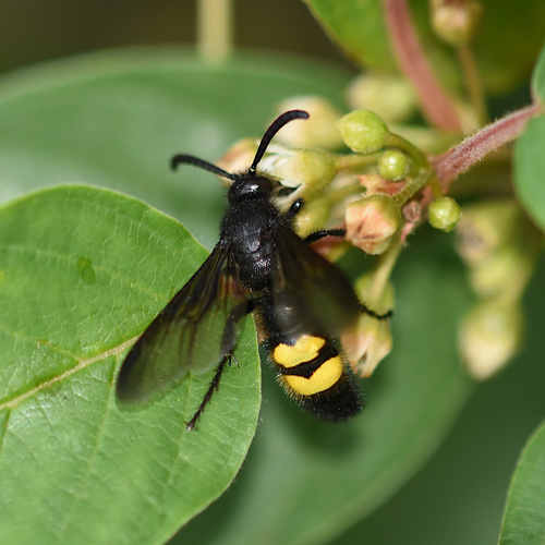 Scolia hirta