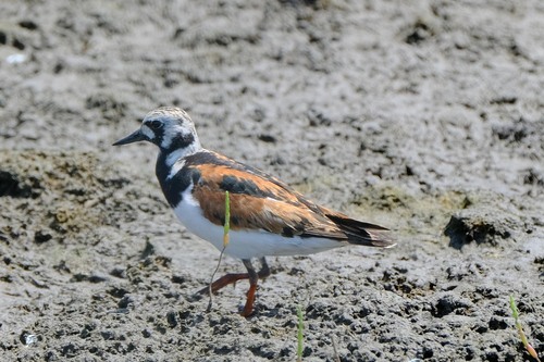 iNaturalist: (c) oyonok, some rights reserved (CC BY-NC) iNaturalist image