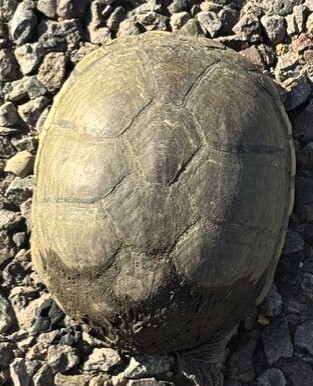 Yellow Mud Turtle