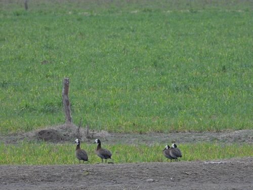 iNaturalist image