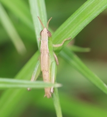 Spathosternum prasiniferum