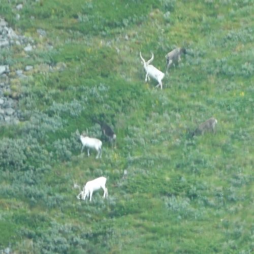 Caribou