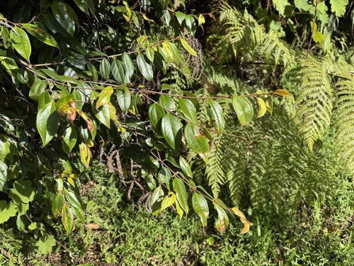 Rhodomyrtus pervagata observed 2026-07-19
