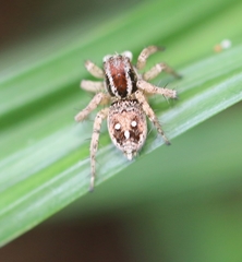 Stenaelurillus lesserti