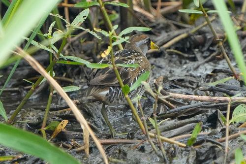 Sora