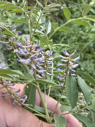 Glycyrrhiza glabra, photograph 5