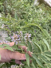 Glycyrrhiza glabra, photograph author not stated, no rights reserved