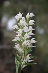 Cephalanthera epipactoides