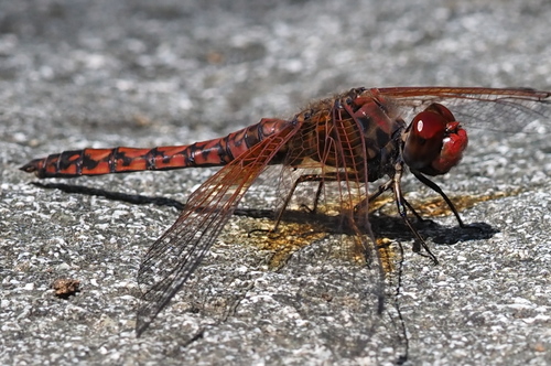 Red Rock Skimmer
