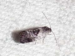 Eupselia carpocapsella