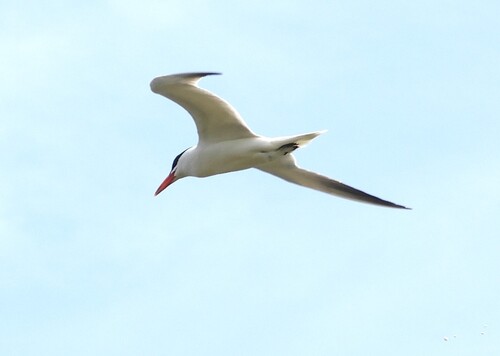 iNaturalist image