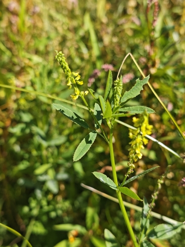 Melilotus dentatus, photograph 1