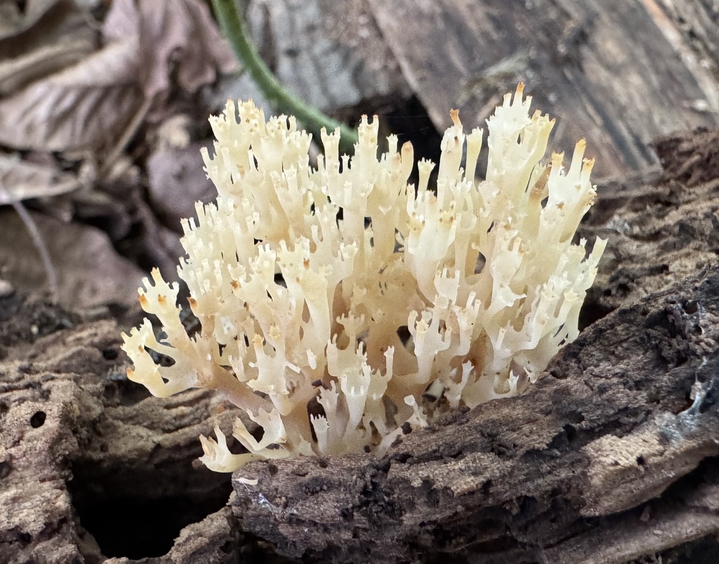 crown-tipped coral fungus · July 2026 · photo: Photo: (c) Jacob Weston, some rights reserved (CC BY) · iNaturalist