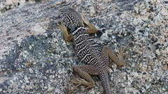 Crotaphytus vestigium