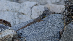 Crotaphytus vestigium