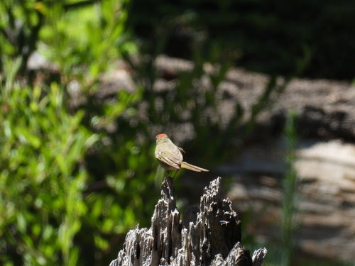 iNaturalist observation photo of Green-tailed Towhee