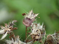 Pericallis appendiculata image