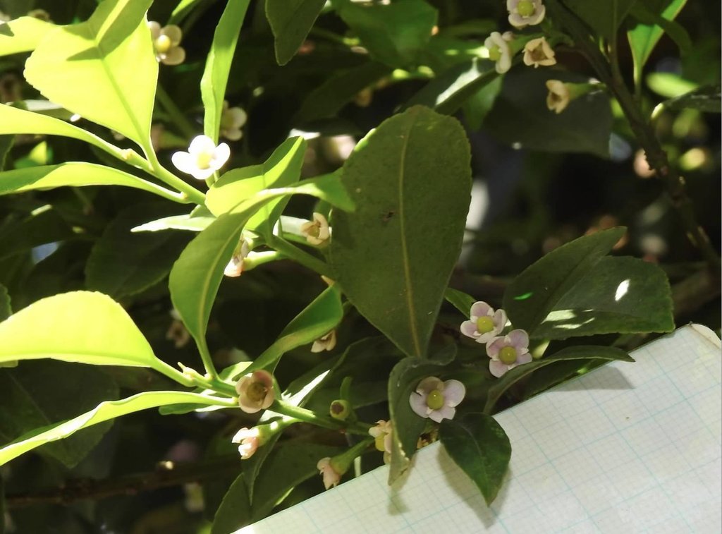 Ilex viridis