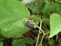 Pericallis appendiculata image