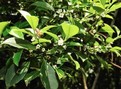Ilex viridis