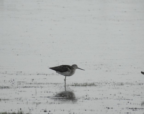 iNaturalist image