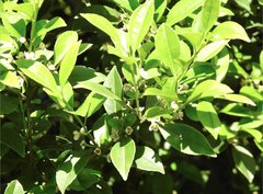 Ilex viridis