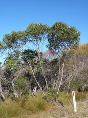 Eucalyptus obstans