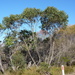 Eucalyptus burgessiana - Photo (c) Dean Nicolle, algunos derechos reservados (CC BY-NC), subido por Dean Nicolle