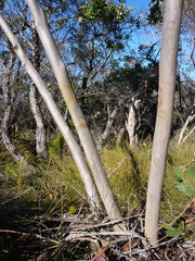 Eucalyptus obstans