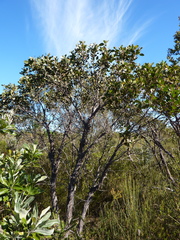 Eucalyptus camfieldii