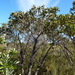 Eucalyptus camfieldii - Photo 由 Dean Nicolle 所上傳的 (c) Dean Nicolle，保留部份權利CC BY-NC
