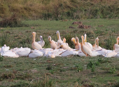iNaturalist: (c) pilgrim123, some rights reserved (CC BY-NC), uploaded by pilgrim123 iNaturalist image