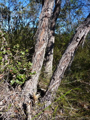 Eucalyptus camfieldii