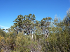 Eucalyptus camfieldii