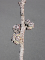 Eucalyptus camfieldii