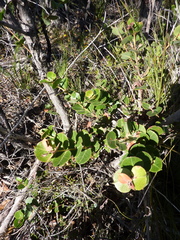 Eucalyptus camfieldii