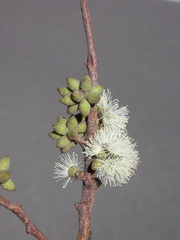 Eucalyptus camfieldii