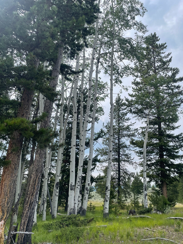 quaking aspen