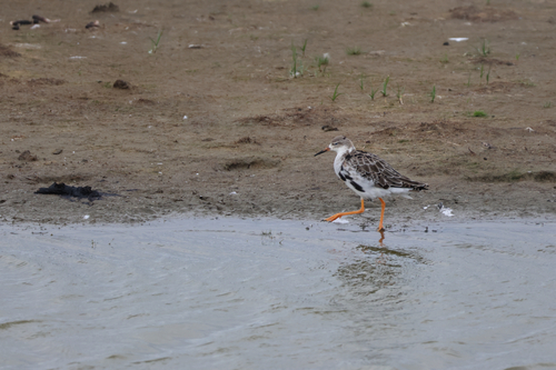 iNaturalist: (c) lu333, some rights reserved (CC BY-NC), uploaded by lu333 iNaturalist image