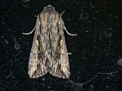 Persectania dyscrita