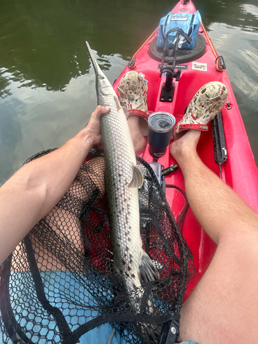 Longnose Gar