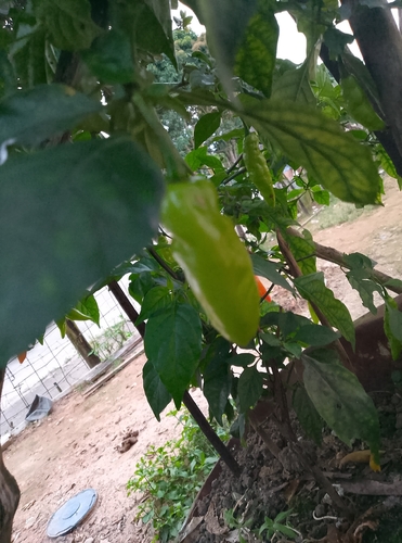 Capsicum frutescens observed 2026-07-25