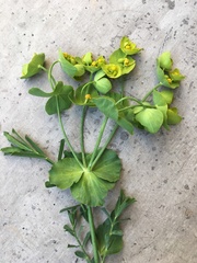 Euphorbia serrata